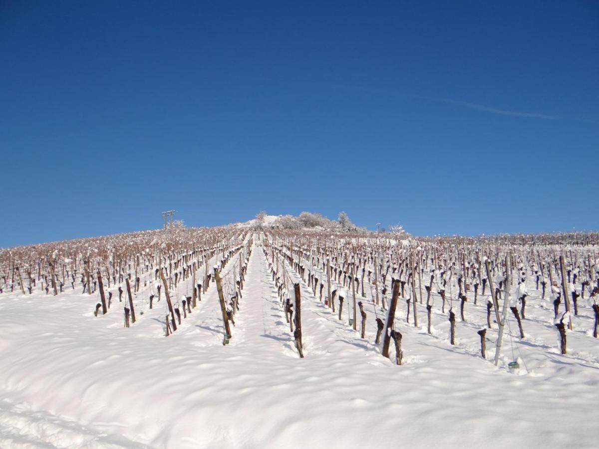 شقة Au Coeur Des Vignes برغهايم المظهر الخارجي الصورة