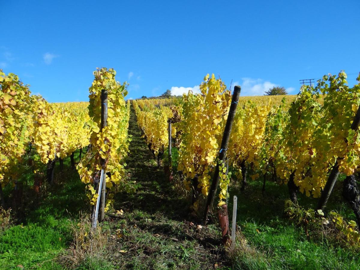 شقة Au Coeur Des Vignes برغهايم المظهر الخارجي الصورة