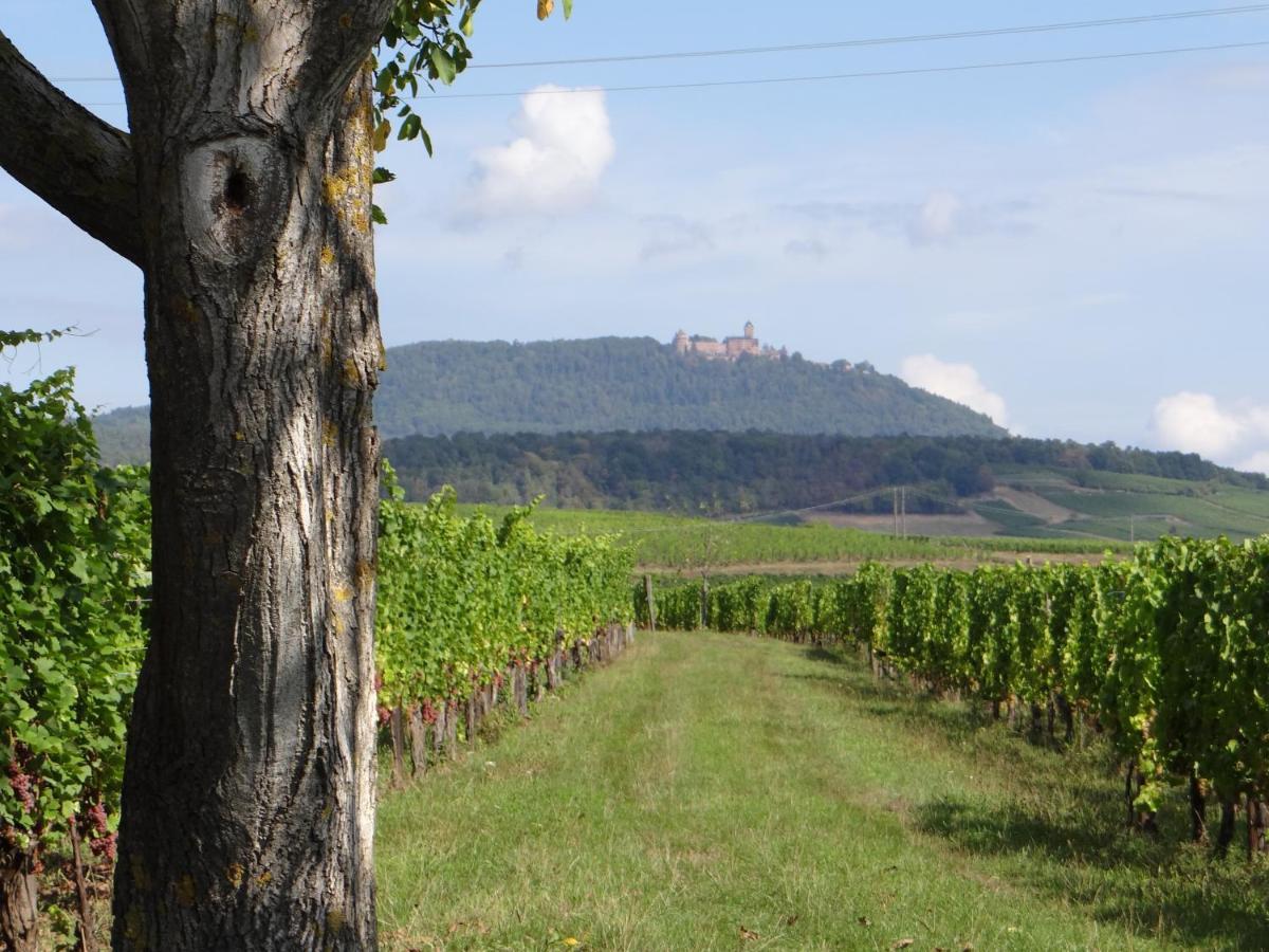 شقة Au Coeur Des Vignes برغهايم المظهر الخارجي الصورة