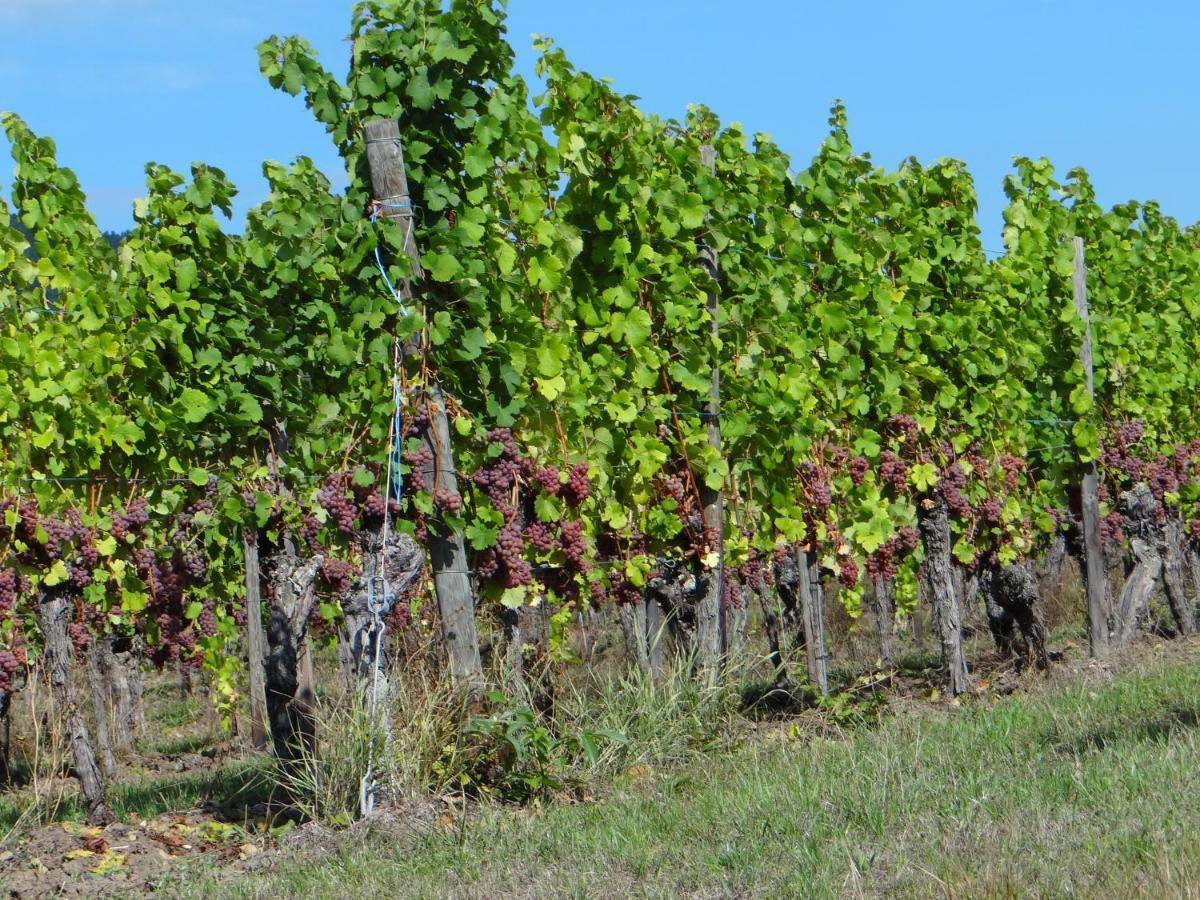شقة Au Coeur Des Vignes برغهايم المظهر الخارجي الصورة