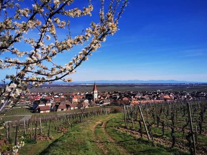 شقة Au Coeur Des Vignes برغهايم المظهر الخارجي الصورة